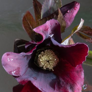 My favourite hellebore