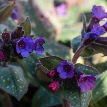 Pulmonaria