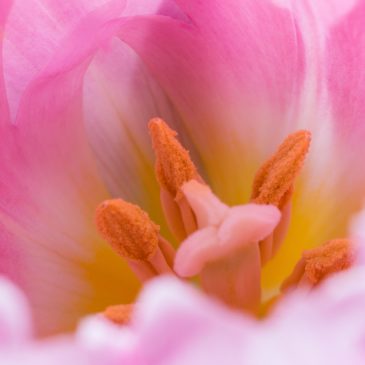 Extension tubes