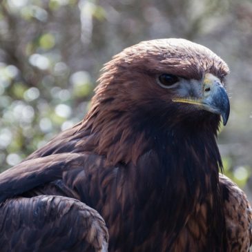 Golden Eagle