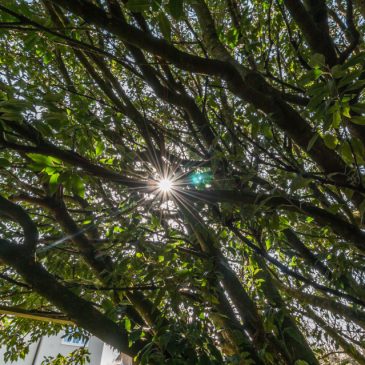 Wide Angle Wednesday: Looking Up