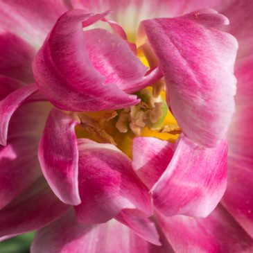 Tulip