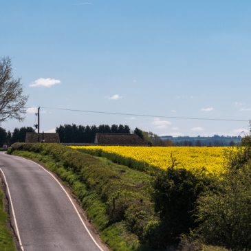 Oil seed rape