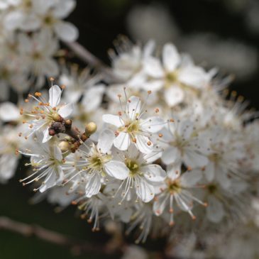Blackthorn