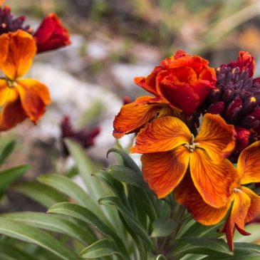 Wallflower
