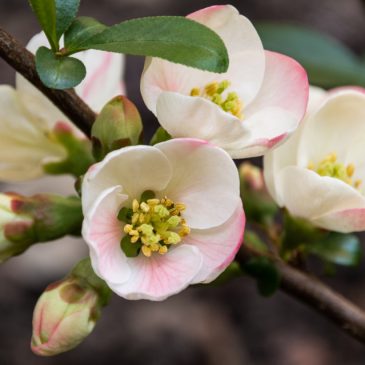 Japanese quince