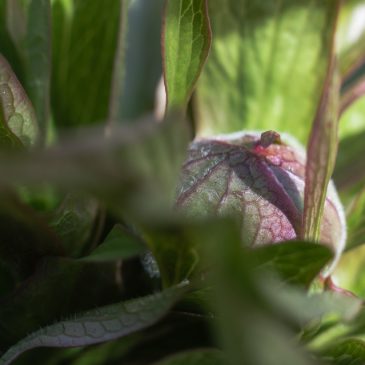 Peony bud