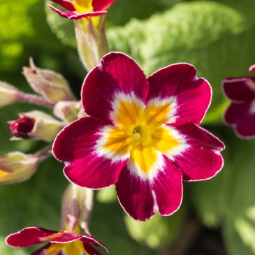 Primula