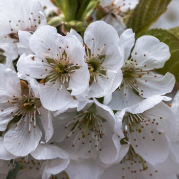 Cherry blossom