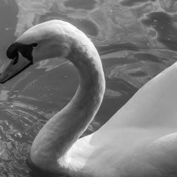 Mono Monday: Water