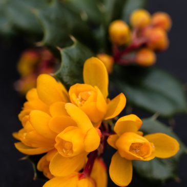 Berberis