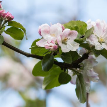 Apple blossom time