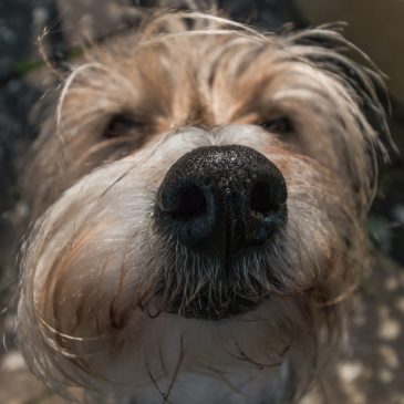 Wide Angle Wednesday: Up Close and Personal