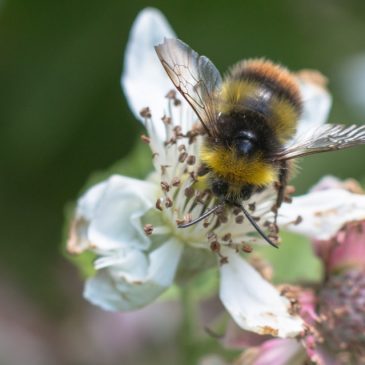 Early bumblebee