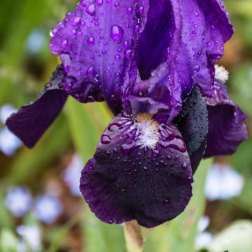 Bearded iris