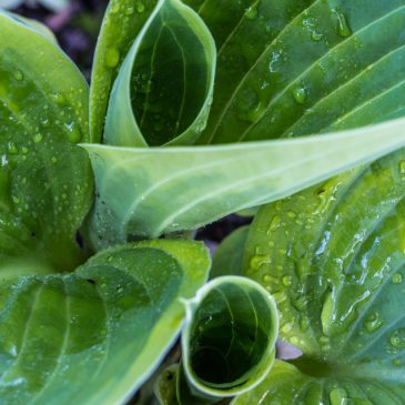 Hosta