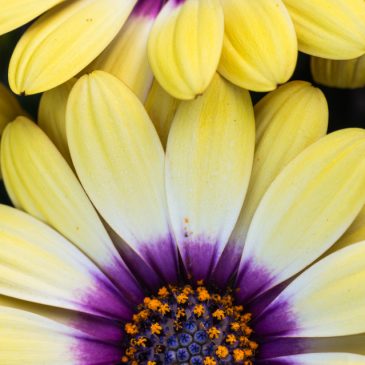 Osteospermum