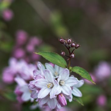 Deutzia