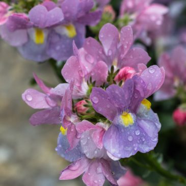 Nemesia