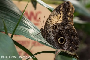 160209 04 owl butterfly