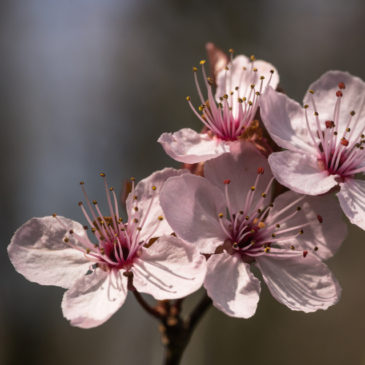 Spring