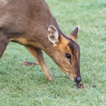 Muntjac