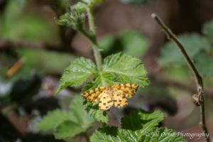 160524 10 Speckled yellow