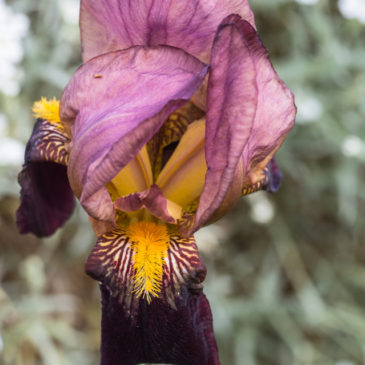 Iris
