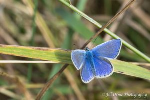 160808 5 Common Blue