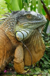 160927-19-iguana