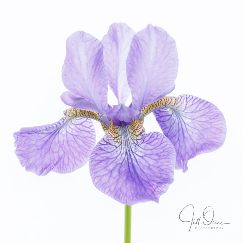 Light pad photography – Jill Orme Photography