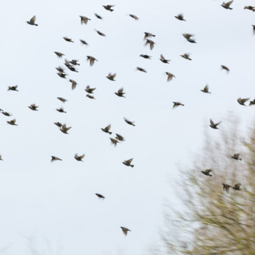 Starling gazing