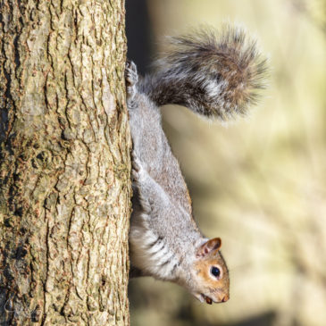 The peanut thief