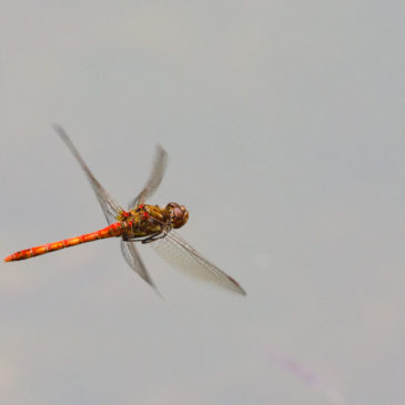 Darter day