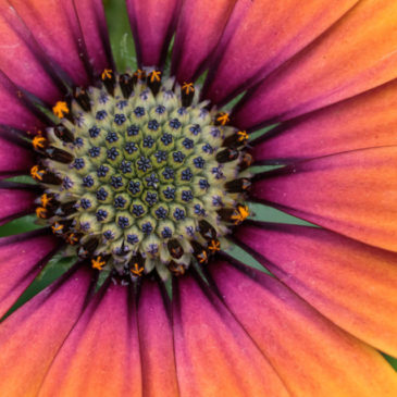 Osteospermum