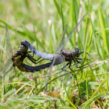 Black-tailed Skimmers