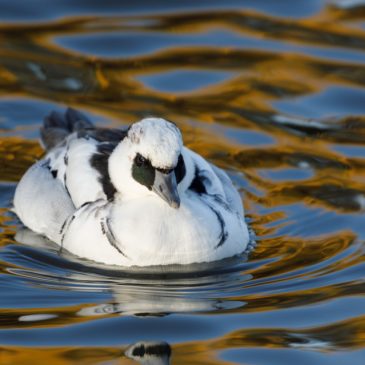 Smew