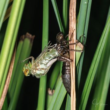 Southern Hawker factory