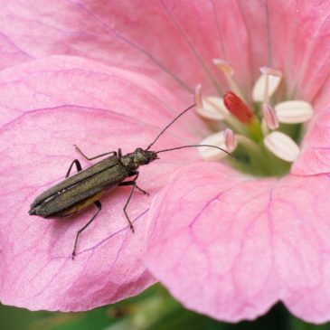 Flower beetle