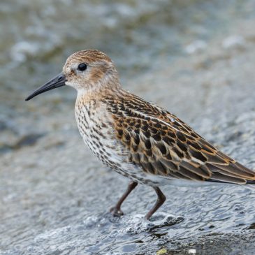 Dunlin