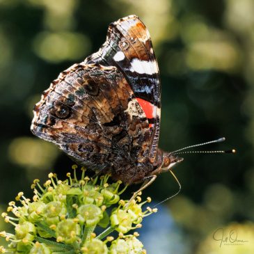 Butterfly day