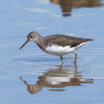 Green Sandpiper