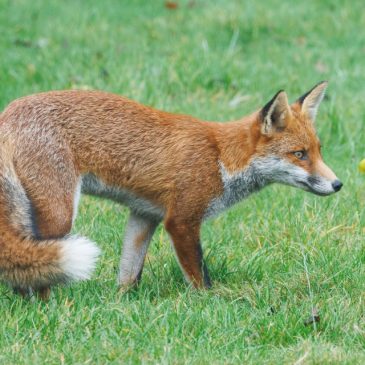 Fox of the Day