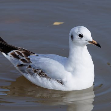 Gull season