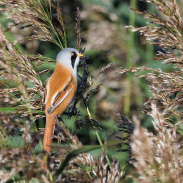 Titchwell Marsh