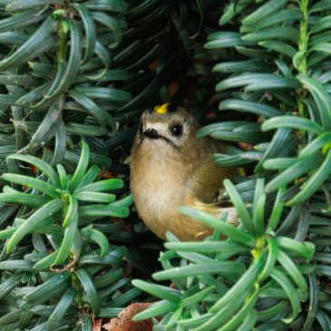 Goldcrest