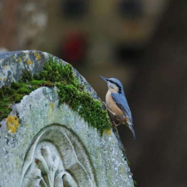 Churchyard birding