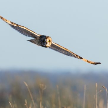 First owls of the season