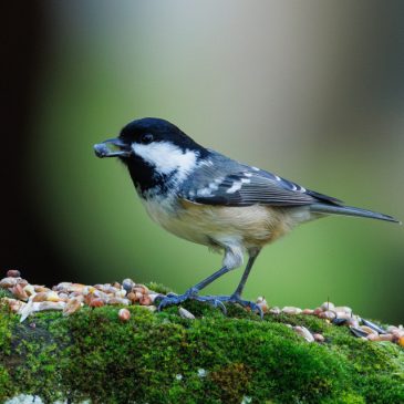 Coal Tit