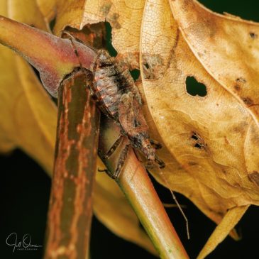 Tree Damsel Bug